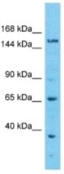 EFCAB5 Rabbit anti-Human, Polyclonal, Novus Biologicals 100 &mu;g | Buy Online | Novus Biologicals | Fisher Scientific
